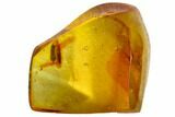 Detailed Fossil Beetle (Coleoptera) In Baltic Amber #105513-1